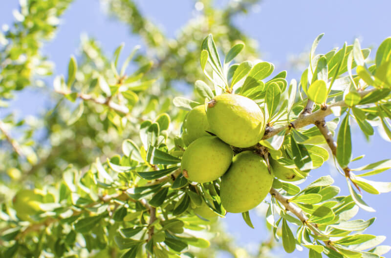 Blog 5 Things You Need to Know About Argan Oil